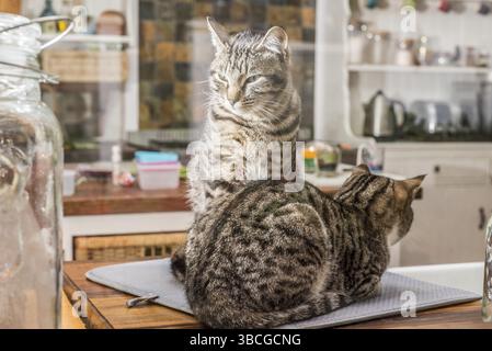 Two cats resting by the winodw at the kitchen on a grey cold day as viewed from outside through the winow Stock Photo