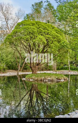 Vibrant green tree willow on a small island reflected in a still pond, surrounded by spring foliage in a serene old city park setting. Stock Photo