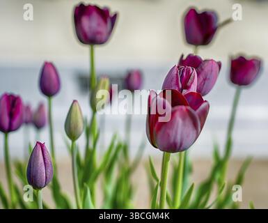 A close up view of dreamy ethereal purple tulips Stock Photo