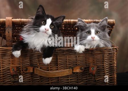 Norwegian Forest Cats, kittens, 14 weeks, basket, wicker case Stock Photo