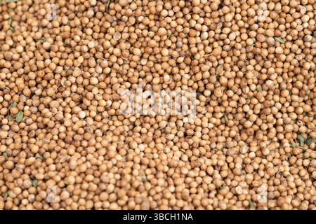 Spices, Coriander Seeds Stock Photo