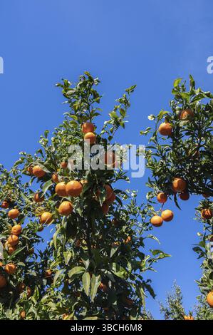 Ripe orange-coloured Corsican clementines on a tree against a blue sky, Vix Setano Clementine clementine farm, Ghisonaccia, east coast of Corsica, Fr Stock Photo