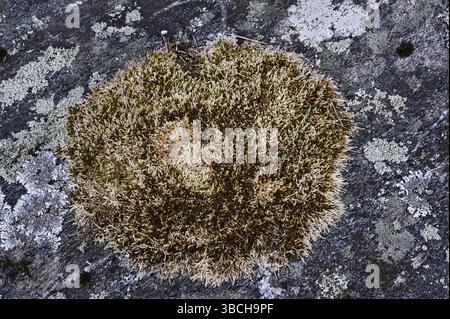 Moss and lichen on granite rock in the forest Stock Photo