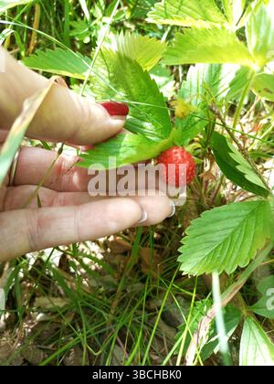 Wild strawberries growing in green grass Stock Photo