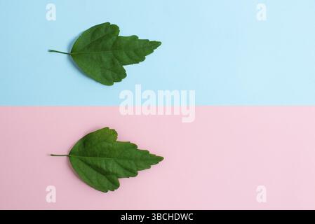 Two Objects Arranged Facing Inward Outward On a Separated Coloured ...