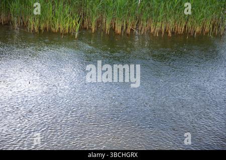 Raindrops falling on water surface, creating circular ripples Stock Photo