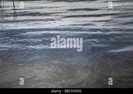 Raindrops falling on water surface, creating circular ripples Stock Photo