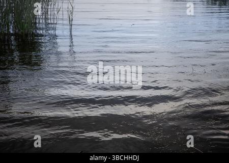 Raindrops falling on water surface, creating circular ripples Stock Photo