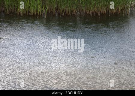 Raindrops falling on water surface, creating circular ripples Stock Photo
