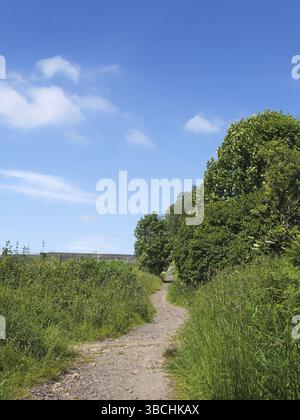 A narrow winding path through a sunlit meadow with tall grass with summer trees and a blue sky Stock Photo