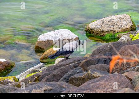 Hooded crow standing on rocks by the water, among stones covered with green algae. A scene of bird life in a natural coastal environment. Stock Photo