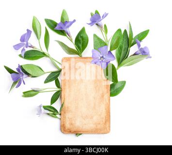 Spring flowers Periwinkle isolated on white, top view. Valentine's background. Flowers pattern texture Stock Photo
