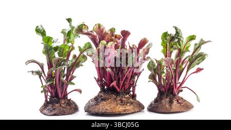 Bright and healthy beetroot leaves (microgreens) close-up isolated on a white background Stock Photo