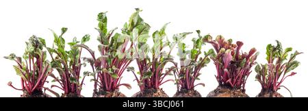 Bright and healthy beetroot leaves (microgreens) close-up isolated on a white background. Growing red beet Stock Photo