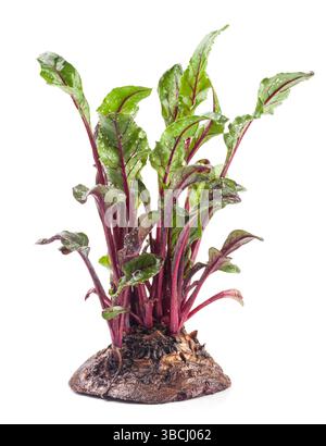 Bright and healthy beetroot leaves (microgreens) close-up isolated on a white background Stock Photo