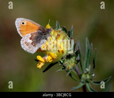 Small Heath on Kidney Vetch flower. Bury Hill Meadows, Andover, Hampshire, England. Stock Photo