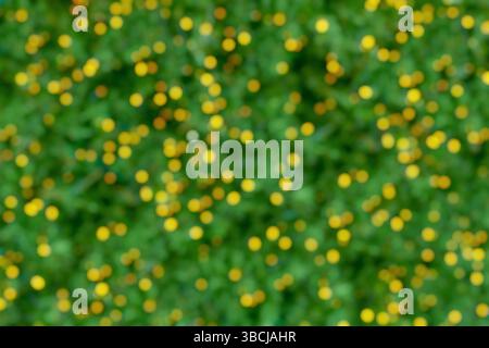 Blurred green background with yellow bokeh circles Stock Photo