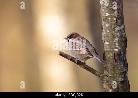Male house sparrow bird (Passer domesticus) isolated on a tree in winter, perching on a small branch. Warm, clear background provides ideal copy space. Stock Photo