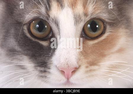 Norwegian Forest Cat, kittens, 14 weeks Stock Photo