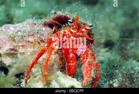 Great red hermit crab - Dardanus calidus Stock Photo - Alamy