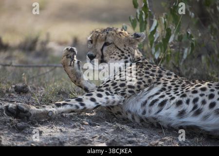 Africa, african, animal, animals, background, big, big cat, brown, camouflage, carnivore, cat, cheetah, closeup, cute, design, exotic, fabric, fashion Stock Photo