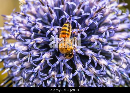 Honey bee on flowers, UK Stock Photo