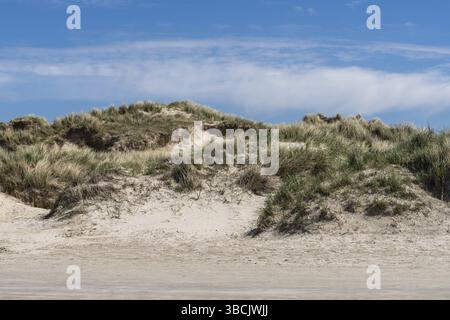 A view of tall sand dunes covered in reeds and grasses under a blue sky Stock Photo