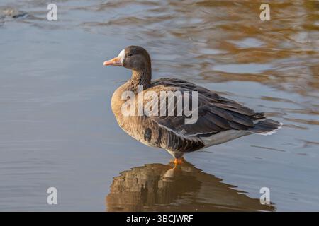 Greater white fronted goose, UK Stock Photo