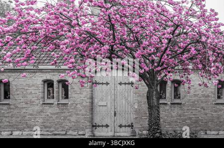 Spring Brings Colored Blossoms on Cherry Tree. Stock Photo