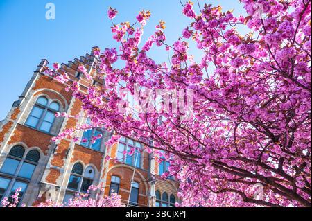 Double Cherry Blossoms in Ghent, Belgium. Stock Photo
