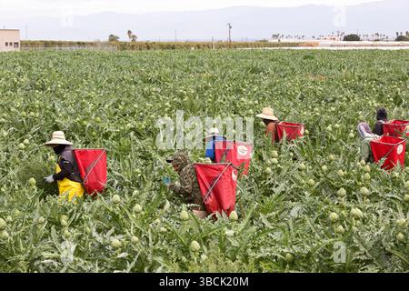 Hispanic workers harvesting  Organic Artichokes  'Cynara cardunculus var. scolymus', also known as Globe artichoke, early morning light. Stock Photo