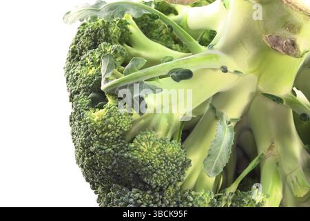 Green broccoli head against a white background Stock Photo