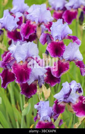 Tall bearded Iris flower Emma Louisa with Light lavender blue standards, red plum falls, (Germanica Berbata-Elatior Group) Stock Photo