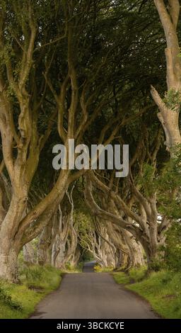 A vertical low-kwy panorama of the iconic The Dark Hedges in Northern Ireland Stock Photo