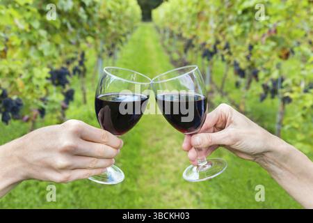 Male and female hand toasting with red wine in path of vineyard with rows of grape plants Stock Photo