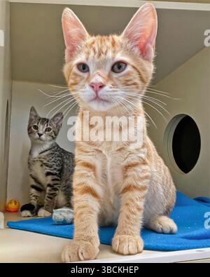 San Francisco, California, United States – April 2 2025: An orange tabby kitten sits near another kitten inside a cubby at a public animal shelter. Stock Photo