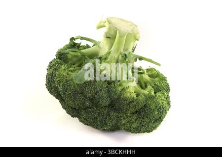 Green broccoli head on a white background Stock Photo