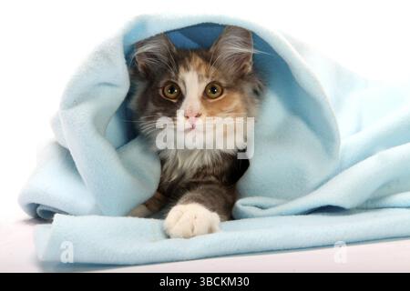 Norwegian Forest Cat, kittens, 14 weeks, under blanket, hidden Stock Photo