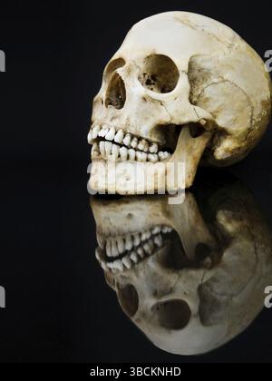 Human skull with mirror image isolated on black Stock Photo