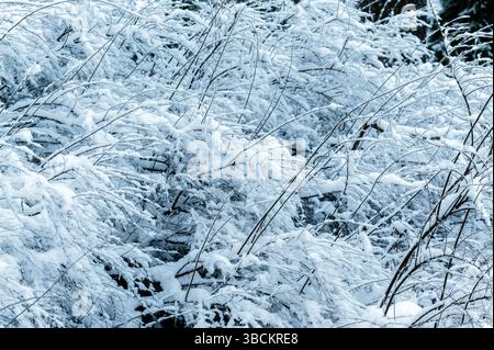 Winter landscape. Branches of bushes are covered with fluffy white snow. Stock Photo