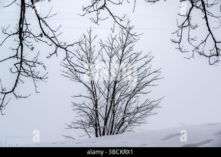 Winter landscape. A bush in a snowdrift and tree branches on the background of white snow. Stock Photo
