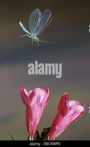 Perly Green Lacewing (Chrysopa perla), pearly lacewing, detachable Stock Photo