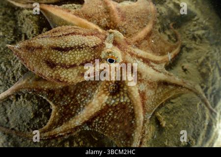 Webbed Feet Octopus Short arm octopus, webfoot octopus (Amphioctopus fangsiao) showing ...