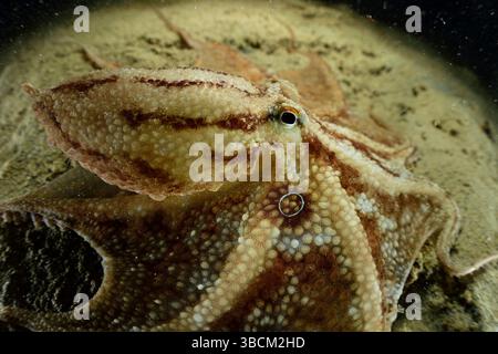 Webbed Feet Octopus Short arm octopus, webfoot octopus (Amphioctopus fangsiao) showing ...