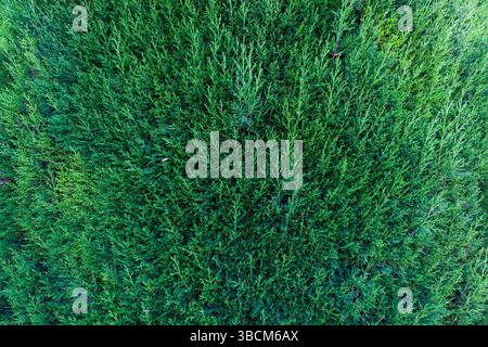 Green branches of a thuja tree view from a height. Stock Photo