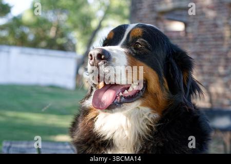 Female Bernese Mountain Dog face Copy space Stock Photo
