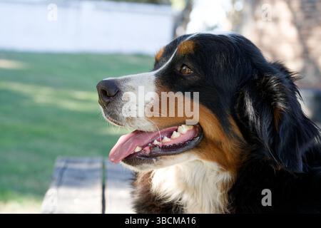 Bernese Mountain Dog face. Side view Stock Photo