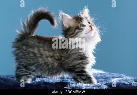 Norwegian Forest Cat, kitten, 7 weeks, black-tabby-mackerel with white, sideways Stock Photo