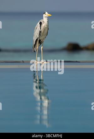 Grey Heron by the pool in the Maldives Stock Photo