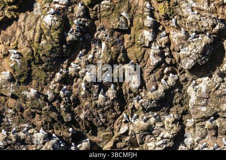 A close-up view of many seabirds and seagulls nesting in the steep cliffs of the Aberdeenshire shore in Scotland Stock Photo